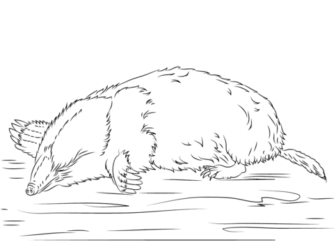 Cute Mole   Coloring Page